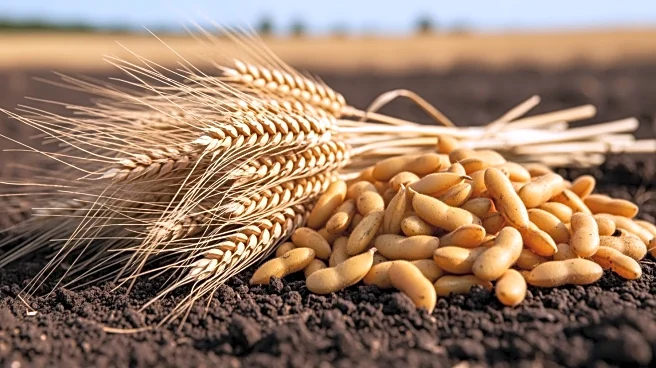 China's Commitment to Grain and Soybean Production Aims to Enhance Food Security