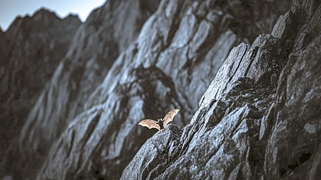 Guinea's Nimba Mountains Mining Project Threatens Rare Bat Species