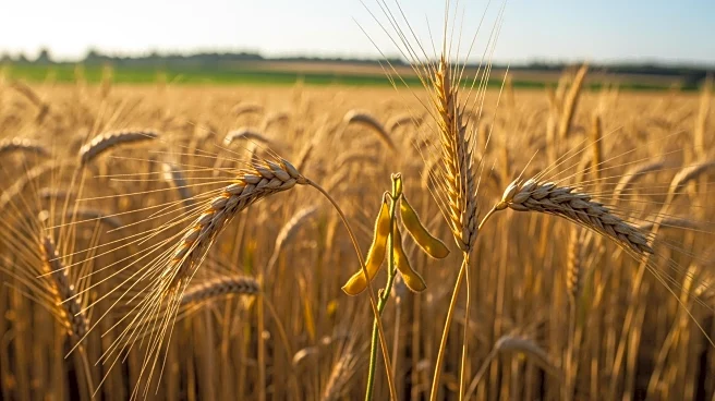 China Aims to Boost Grain Production and Soybean Oilseed Self-Sufficiency