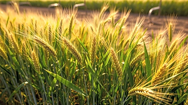 Sergipe's Agricultural Productivity Surges Despite Territorial Limitations