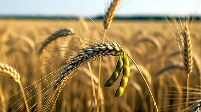 China Aims to Boost Grain Production and Soybean Self-Sufficiency