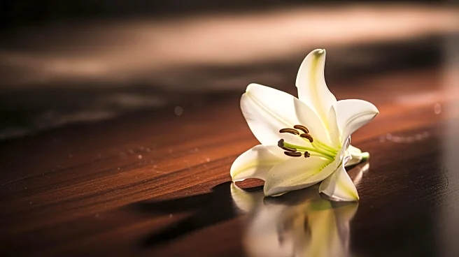 Tatiana Schlossberg, JFK's Granddaughter, Passes Away at 35