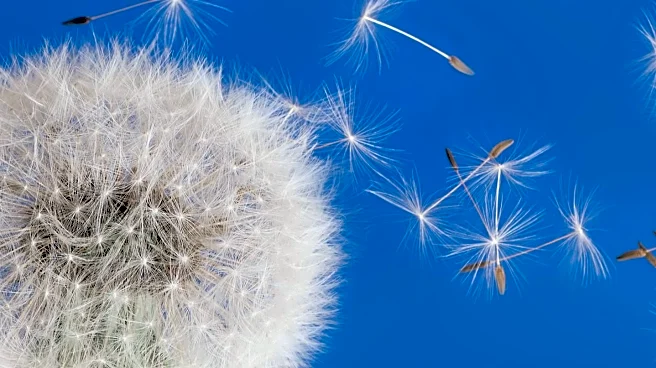 Distinguishing Allergies from Viruses: Importance of Proper Diagnosis and Treatment