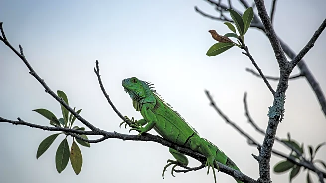 Florida Cold Snap Causes Iguanas to Fall from Trees, Raising Concerns