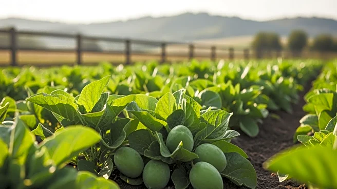 Wales Launches Post-Brexit Sustainable Farming Scheme Amid Protests