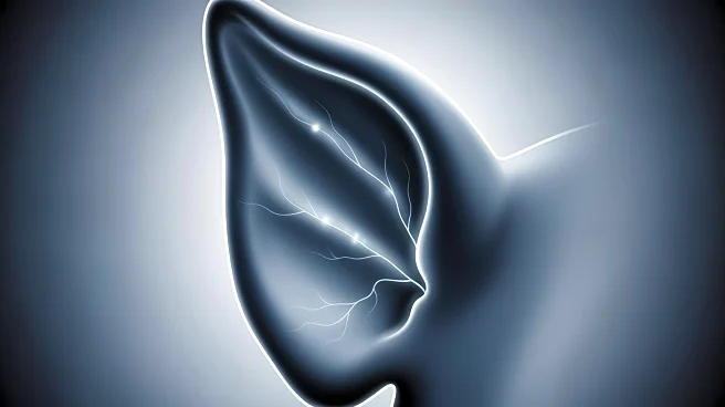 Blue Ear Syndrome in Pigs: Causes and Prevention Strategies