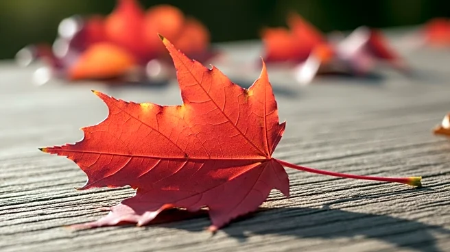 Texas Faces Rising Flu Cases as CDC Reports High Incidence