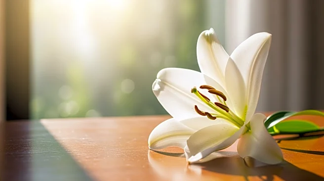 Jeanne Marie Mulvihill Passes Away After Battle with Cancer, Leaves Legacy of Love and Dedication