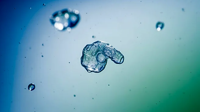 Researchers Identify Microplastics as a Potential Intergenerational Health Risk