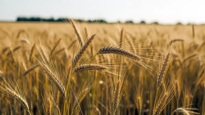 Northern Governorate Reaffirms Commitment to Agriculture for Food Security