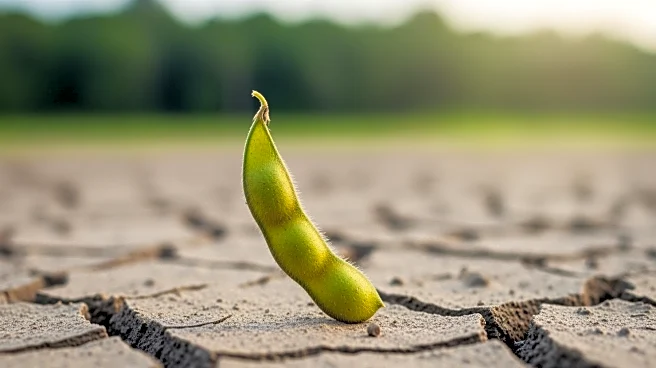 Abiove Considers Exiting Amazon Soy Moratorium, Raising Environmental Concerns