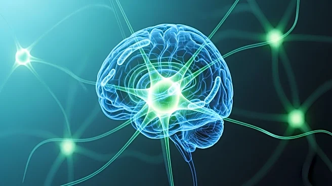 Probiotic Interventions Show Potential Effects on Brain Function and Structure in Adults