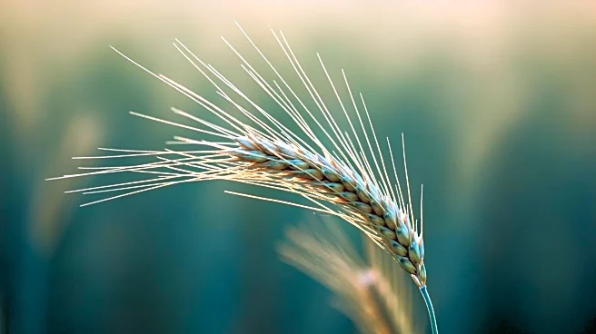 Saskatchewan Opens Application for Agriculture Student Scholarship Program