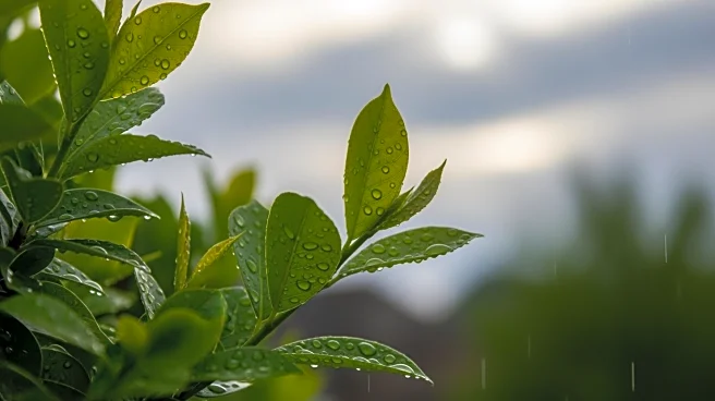 Spring-like Weather Persists in Maryland with Increased Rain Chances