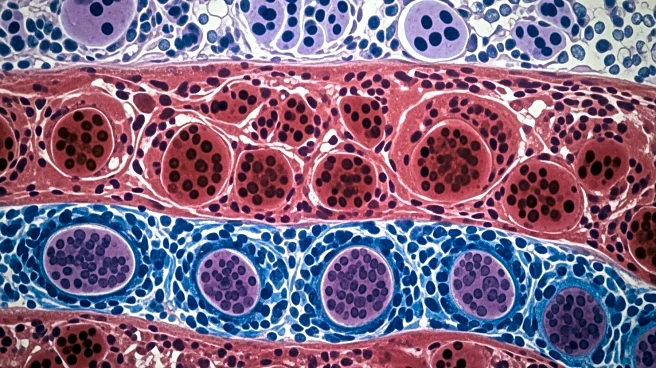 Spatial Biology Techniques Reveal Tumor Microenvironment Heterogeneity in Lymphoma