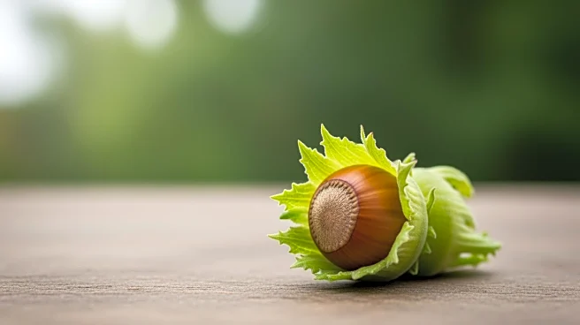 Oregon's Hazelnut Industry Thrives Amid Agricultural Challenges