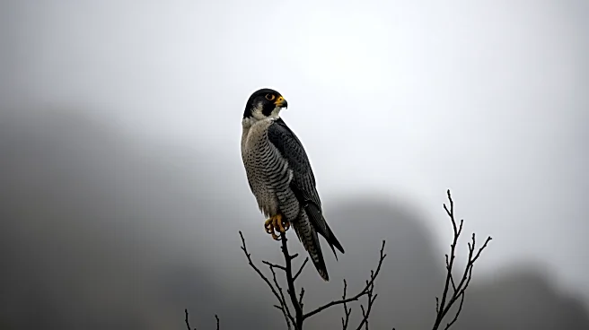 Police Investigate Shooting of Peregrine Falcon in Northern Ireland