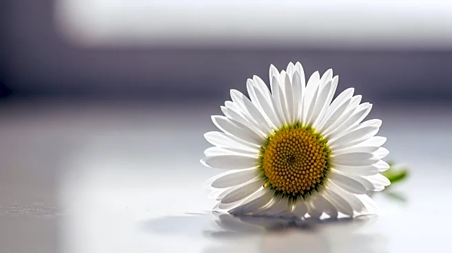 4-Year-Old Girl Diagnosed with Leukemia After Foot Pain Complaint