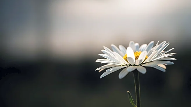 Author Colleen Hoover Undergoes Radiation Treatment Amid Cancer Battle