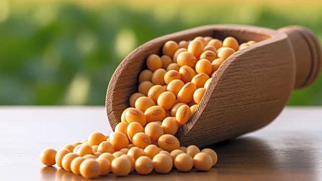 Brazil's Soy Exports Set to Reach Record High in January