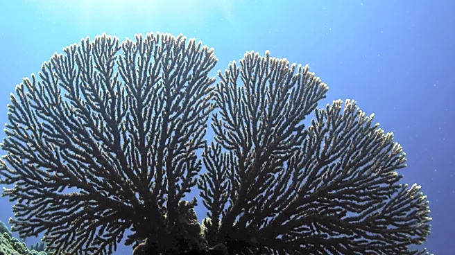 Marine Biologists Discover Massive 300-Year-Old Black Coral in New Zealand