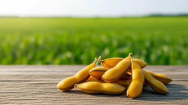 Brazil's Soybean Production Projected to Reach Record 182.2 Million Tons, Impacting Global Markets