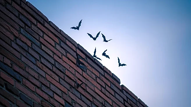 Demolition of Former Wakefield School Delayed Due to Bat Discovery