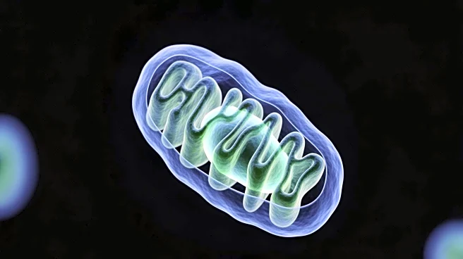 600and1 Longevity Startup Aims to Extend Human Lifespan Through Mitochondrial Science