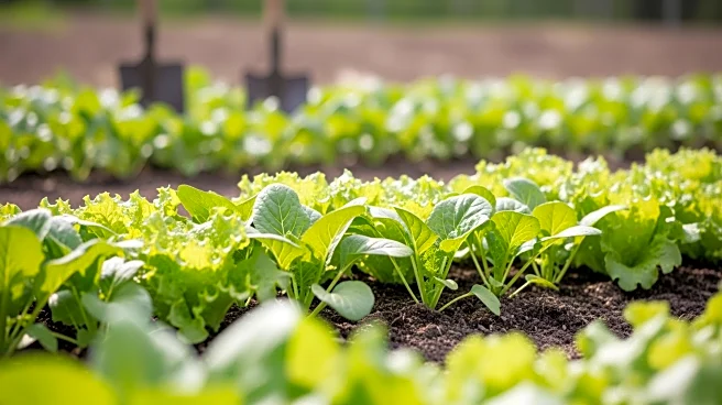 Community Food Gardens Provide Relief Amid January Financial Strain in South Africa