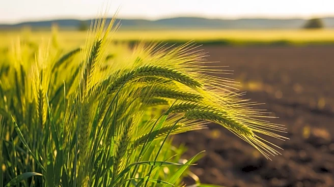 South Africa's 2026 Agricultural Policy Priorities Highlighted by AgriView