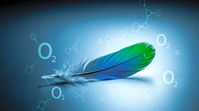 Study Solves Mystery of Oxygen-Free Functioning in Bird Retinas