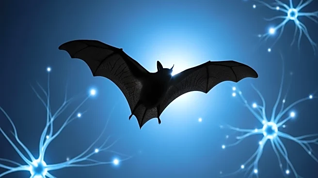 Neuroscientists Document Bats' Navigation to Understand Mammalian Brain Function