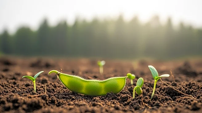 EU Commission to Phase Out Soy Biofuels Due to Deforestation Concerns