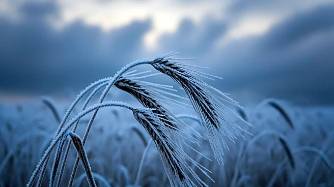 USDA Urges Preparedness for Winter Storm Fern Impacting Agriculture and Residents