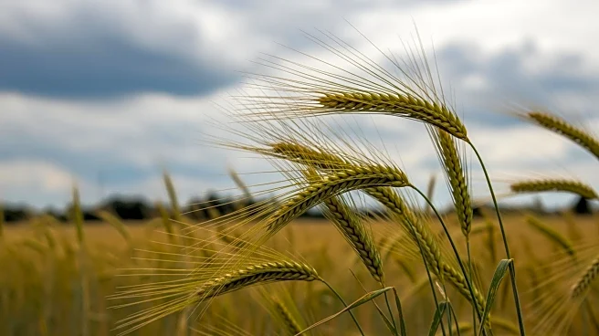 Director of Agriculture Kashmir Evaluates Wind Damage Impact on Lalmandi Cultivation