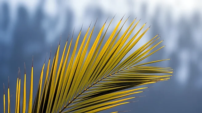 South Florida Experiences Warm Weather Amid National Cold Front