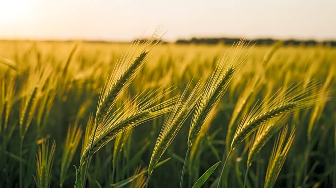 Budget 2026 Expected to Recast Agriculture as Economic Growth Engine