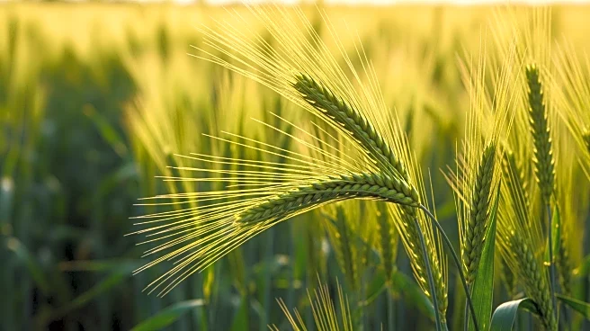 Uzbekistan and Canada Collaborate on Agricultural Research for Sustainable Development