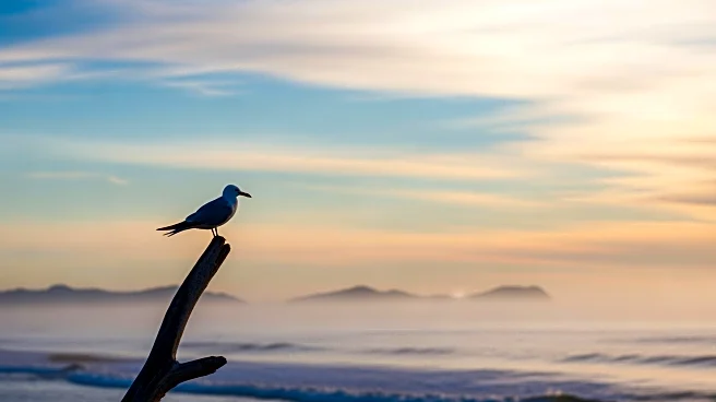 Scientists Discover Galapagos Seabird in California, Raising Questions About Migration Patterns