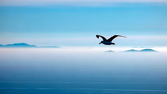 Galapagos Albatross' Unusual Journey to California Puzzles Scientists