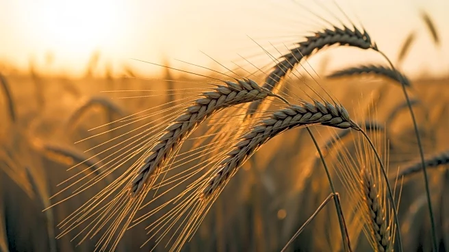 Grains Research and Development Corporation Unveils 30-Year Milestone Programs for 2026 Updates