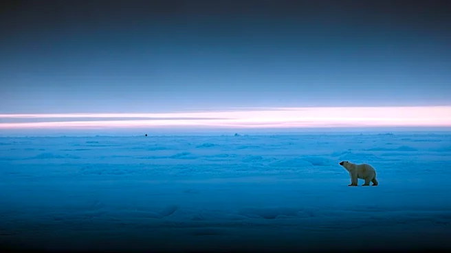 Sundance-Winning Documentary 'Nuisance Bear' Explores Human-Polar Bear Interactions