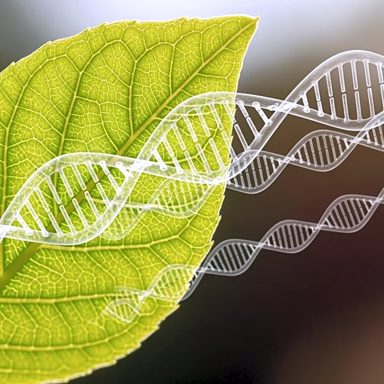 Research on Genome Shock in Plants Offers New Insights for Crop Improvement