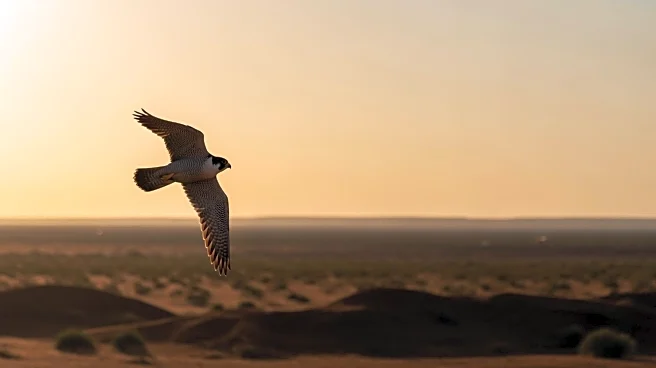 Siberian Peregrine Falcon Spotted in Central Australia, Marking Historic Sighting