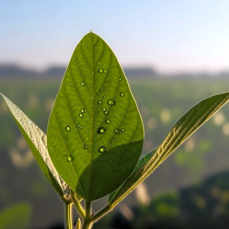 EPA Approves Dicamba Use for Two Seasons with New Restrictions for Farmers