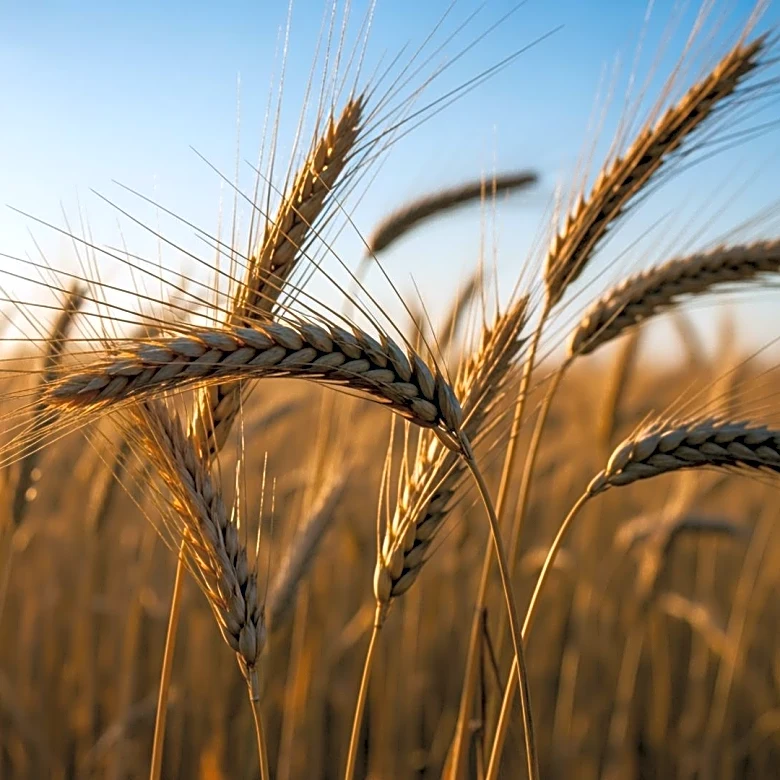 India Secures Agricultural Interests in Interim US-India Trade Deal