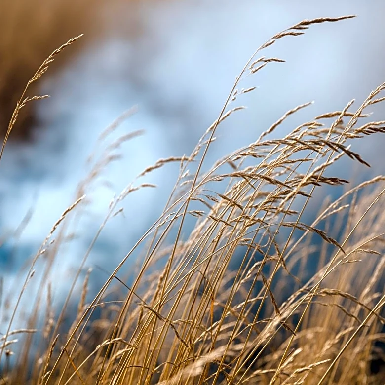 Jefferson County Seeks Public Help in Grass Fire Investigation