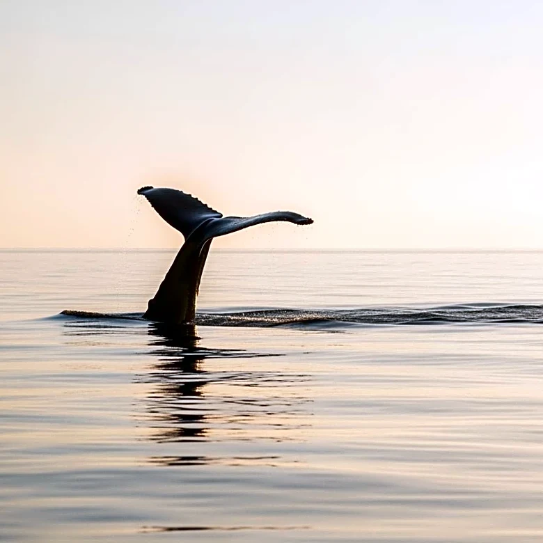 International Whaling Commission's Moratorium: A 40-Year Impact on Whale Conservation