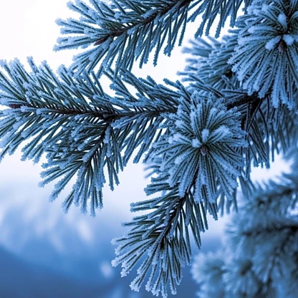 National Weather Service Issues Winter Storm Warning for Northeast and Appalachians