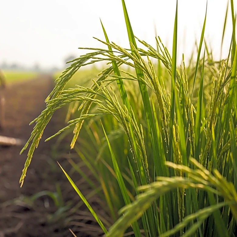 MAFFI Implements Initiatives to Strengthen Rural Agriculture in Sabah